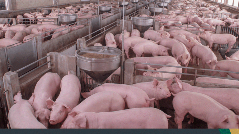Mercado de suínos cresce em 2021 e exige adequações de granjas