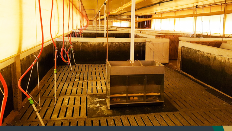 Piso vazado de concreto para suínos: entenda como ele contribui para o bem-estar animal!